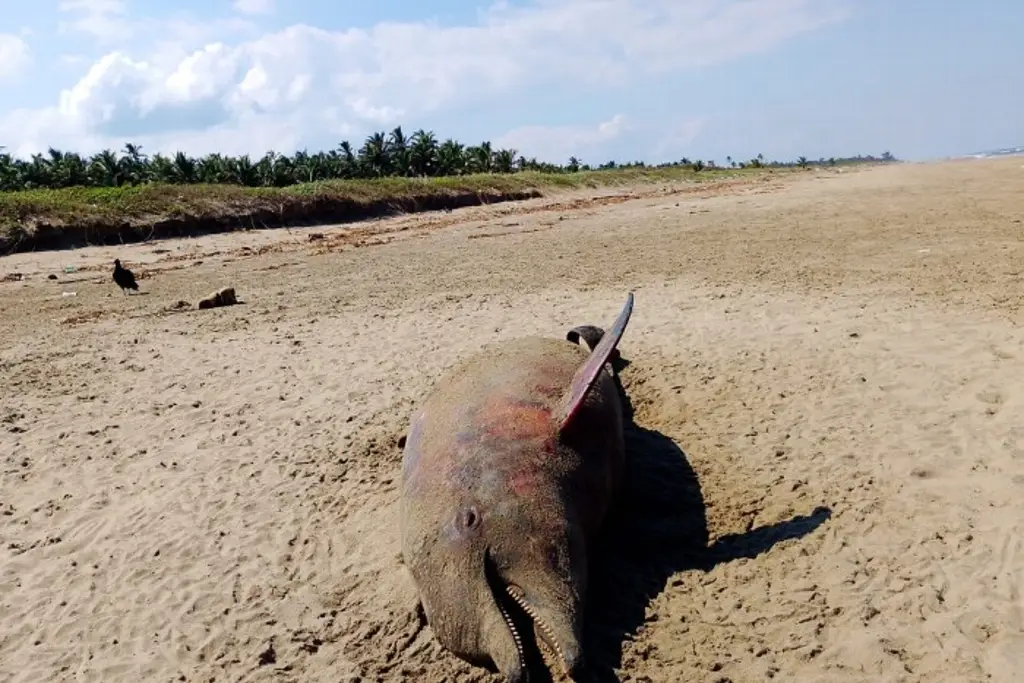 Hallan sin vida a delfín en playa al sur de Veracruz